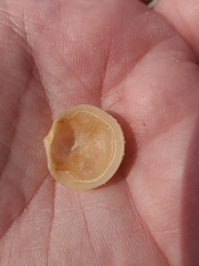 Divalinga quadrisulcata