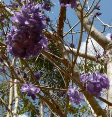 Jacaranda mimosifolia