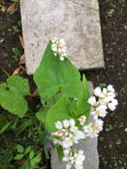 Fagopyrum