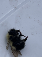 Bombus vagans