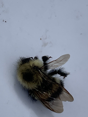 Bombus vagans