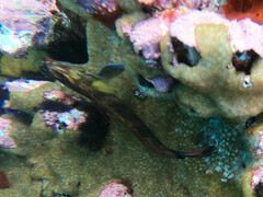 Ophioblennius steindachneri