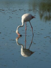 Phoenicopterus roseus
