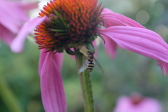 Syrphus