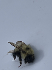 Bombus vagans