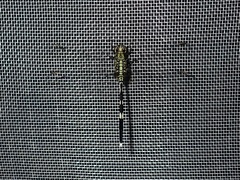 Orthetrum sabina