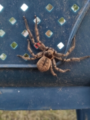 Polybetes pythagoricus