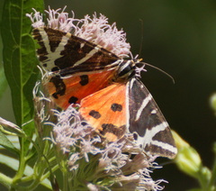 Euplagia quadripunctaria