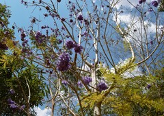 Jacaranda mimosifolia