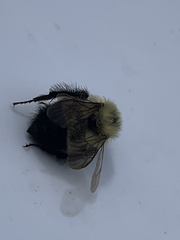Bombus vagans