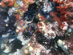 Eucidaris galapagensis