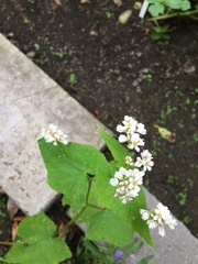 Fagopyrum