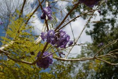 Jacaranda mimosifolia