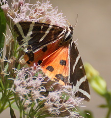 Euplagia quadripunctaria