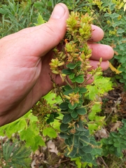 Lespedeza hirta