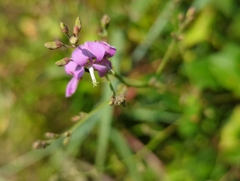 Desmodium