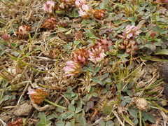 Trifolium physodes