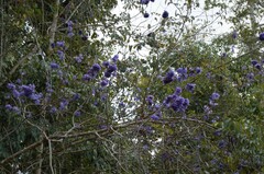 Jacaranda mimosifolia