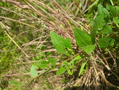Desmodium