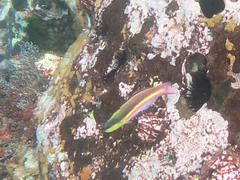 Thalassoma lucasanum