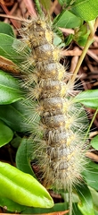 Hyphantria cunea