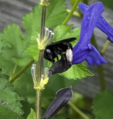 Melissodes bimaculatus