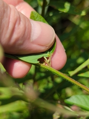Desmodium