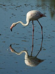 Phoenicopterus roseus