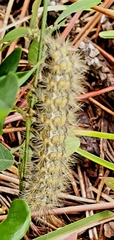 Hyphantria cunea