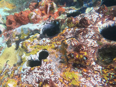 Echinometra vanbrunti