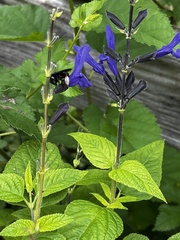 Melissodes bimaculatus