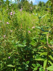 Desmodium