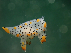 Thecacera pennigera