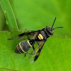Hoplisoides semipunctatus