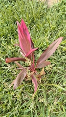 Cordyline fruticosa