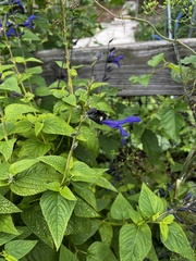 Melissodes bimaculatus