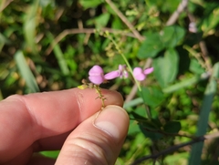 Desmodium