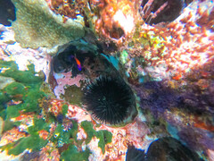 Echinometra vanbrunti