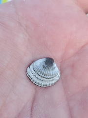 Chione elevata