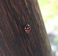 Adalia decempunctata