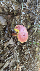 Baorangia bicolor