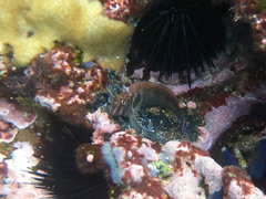 Ophioblennius steindachneri