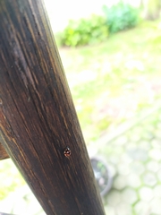 Adalia decempunctata