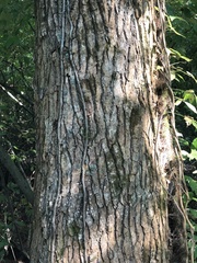 Liquidambar styraciflua