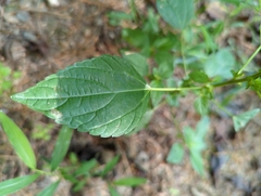 Acalypha rhomboidea