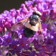 Volucella pellucens