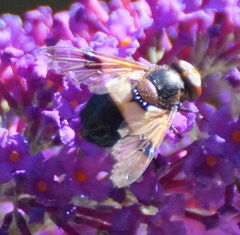 Volucella pellucens