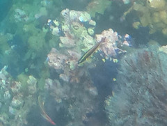 Thalassoma lucasanum