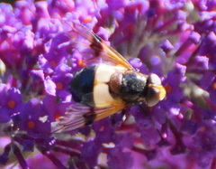Volucella pellucens