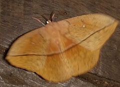 Lonomia
